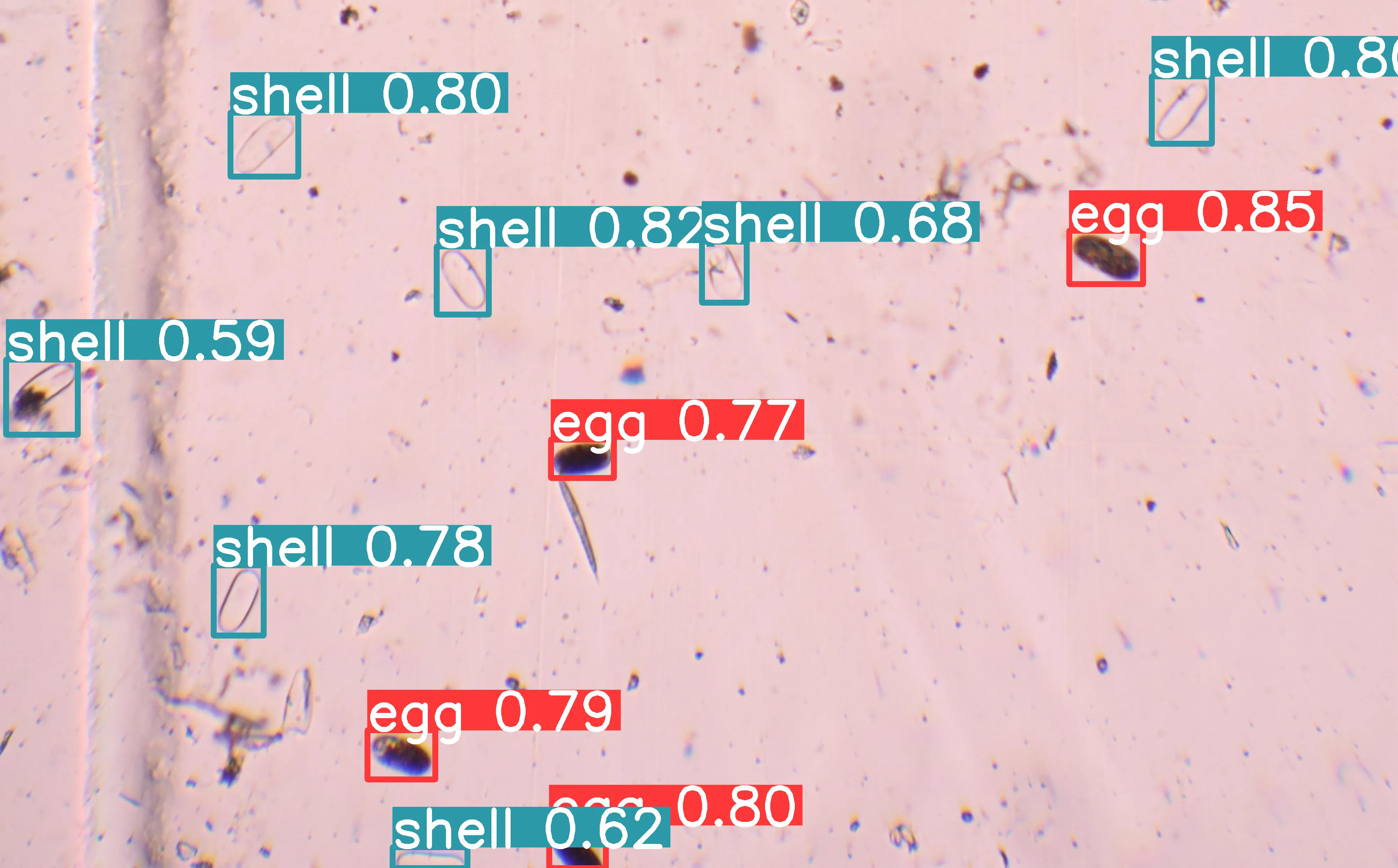 picture of Aaltjes tellen voor Scientia Terrae